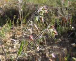 Tuberaria villosissima var. sicula | florasicilia2