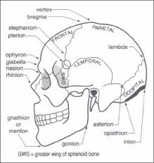 6 cranial anatomy and approaches