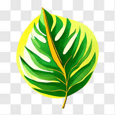 transpa green leaf png images