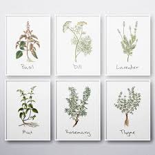 Kitchen Herbs Wall Art Botanical Basil