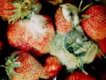 What  causes  strawberry  mold?