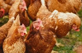Hens, turkeys and other captive birds in britain will have to be kept indoors from 14 december to prevent the spread of bird flu, the government has said. Avian Influenza Poultry Keepers Advised To Remain Vigilant As Heightened Biosecurity Measures Lifted Gov Uk