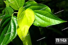 betel leaves trivandrum kerala india