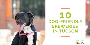 dog friendly breweries in southern arizona