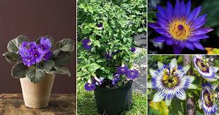 The english name purple itself originally denominated the specific color purpura. 11 Violet Color Flowers In India Violet Flower Names India Gardening