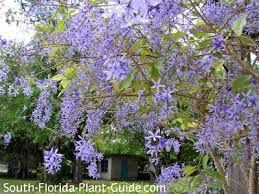 Check spelling or type a new query. Cascading Purple Flowers Of Petrea Vine For Trellis Between Houses Florida Plants Purple Flowering Plants Flowering Vines