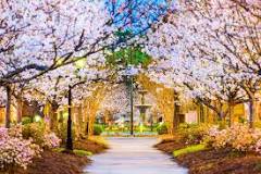 how-long-does-the-cherry-blossom-festival-last-in-macon-ga