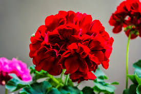 Classify plants on the basis of their habitat. Beautiful Bold Red Annual Flowers For Your Summer Garden Floraqueen