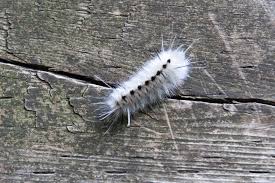 Should You Be Worried About Killer Caterpillars Credit