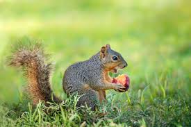 can you eat fruit a squirrel has bitten