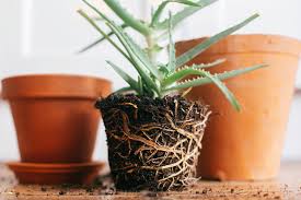how to re pot a houseplant the
