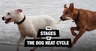Understanding The Dog Heat Cycle Stages Signs