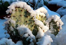 In nature, as winter approaches, water to the plant is reduced. Hardy Cactus Plants Learn About Growing Cactus In Zone 7