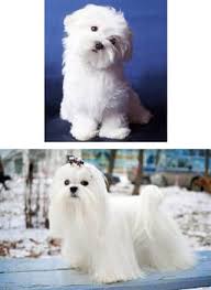 maltese dog appearance
