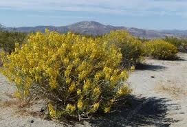 Maybe you would like to learn more about one of these? Cassia Armata Desert Senna