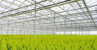 Investment Cost Of Glass Greenhouse