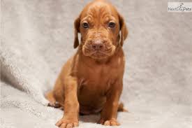 Our beautiful lexie has just had her first and only litter, 3 healthy boys & 4 girls. Vizsla For Sale Texas