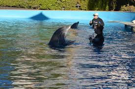 secret garden dolphin habitat mirage