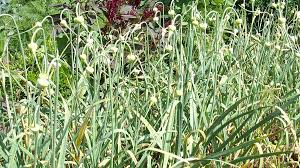 Knoblauch (allium sativum) ist eine pflanzenart aus der gattung lauch (allium). Knoblauch Anbauen Was Beim Pflanzen Zu Beachten Ist