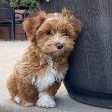 1 cute havanese puppy