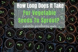 vegetable seeds to sprout