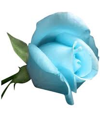 Image result for images of light blue rose