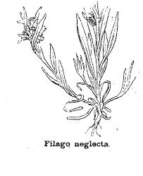 Filago neglecta - Wikispecies