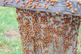 asian lady beetles are the bad version