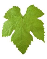 45 Best Wine Grape Leaf Shape Pattern Images Leaf Shapes