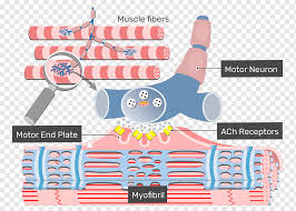 muscle contraction cardiac excitation