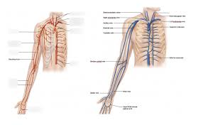 Learn even faster with this blood vessel anatomy study guide. Labeling Arm Blood Vessels Diagram Quizlet
