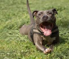 Difference between blue nose pitbulls vs red nose pitbulls. Staffordshire Bull Terrier Vs Pit Bull A Detailed Comparison Of Both Dogs