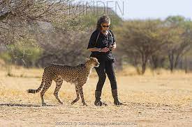 cheetah stock photo minden pictures