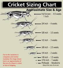 Cricket Sizing Chart Bearded Dragon Diet Bearded Dragon