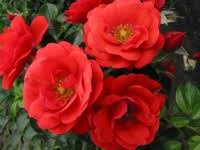 rose flower carpet amber rosflocaramb2