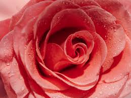 rose water for hair benefits and how