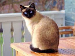 siamese cat breed history personality