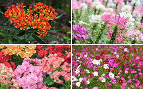 Here are 10 good perennial flower candidates. 15 Low Maintenance Flowers You Can T Kill Garden Lovers Club