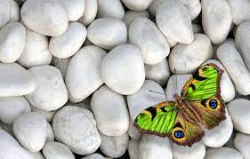Wallpaper stones, butterfly, colorful ...