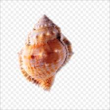 Seashell Conch Png 1773x1773px Seashell Chart Clam
