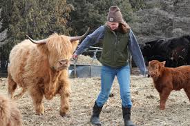 highland cattle on the rise as an easy