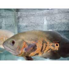 Salah satunya ikan oscar yang terkenal dan sering dibuat pertanyaan adalah harga oskar tiger. Ikan Hias Oscar Tiger Batik Size 4 5 Jari Shopee Indonesia
