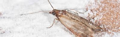 Sie haben braune käfer im haus? Ungeziefer Schadlinge Bestimmen Ungeziefer Ratgeber