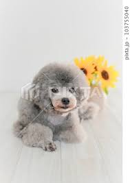 sunflower and silver toy poodle stock