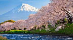 cherry blossom trees