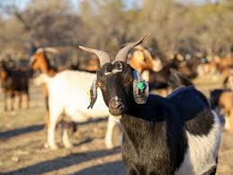 managing worms in goat herds