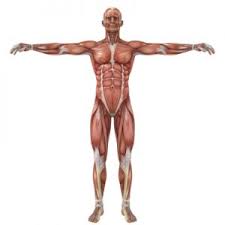 Beginners Guide To Muscle Anatomy For Strength Training
