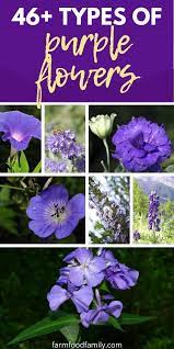 Choose from some of the most beautiful purple flowers that you can include in your yard. 46 Different Types Of Purple Flowers With Names And Pictures
