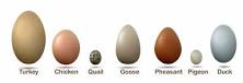 what-do-turkey-eggs-looks-like