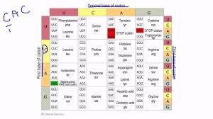 40 Paradigmatic Codon Chart Abbreviations